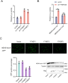 Figure 7—figure supplement 1.