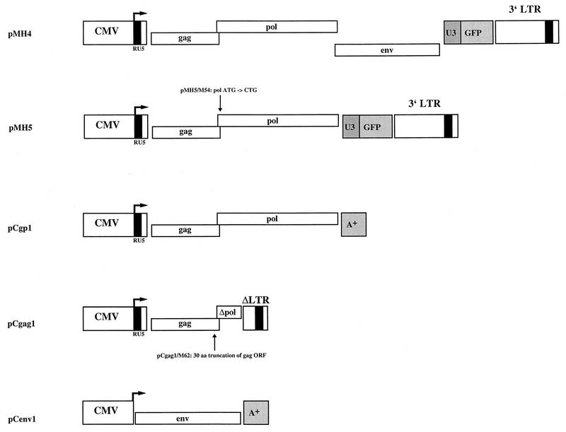 FIG. 1