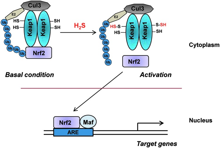 FIG. 4.