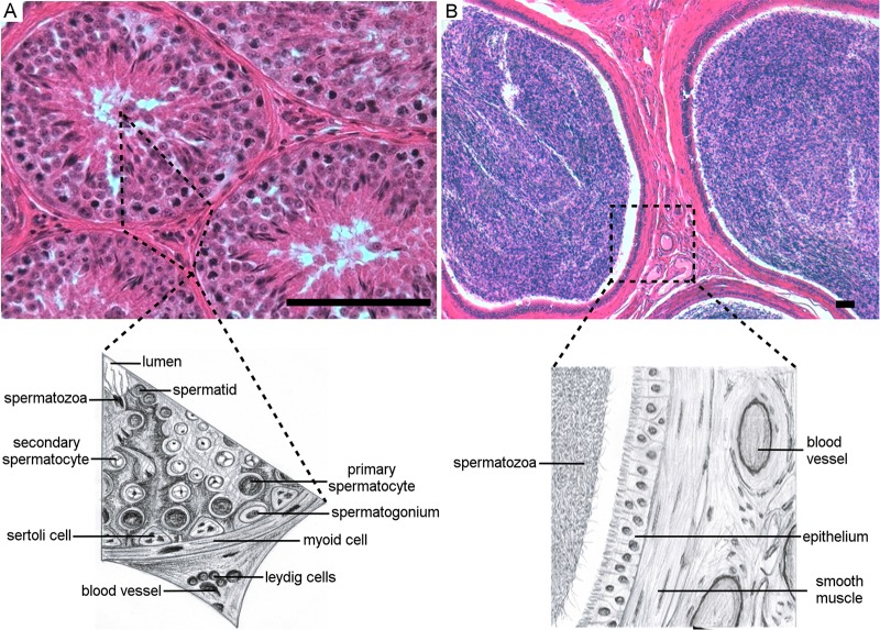 FIG 1