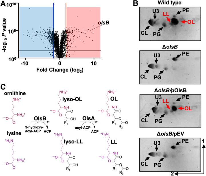 Figure 3: