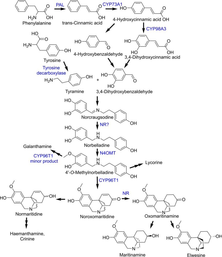 FIGURE 1.