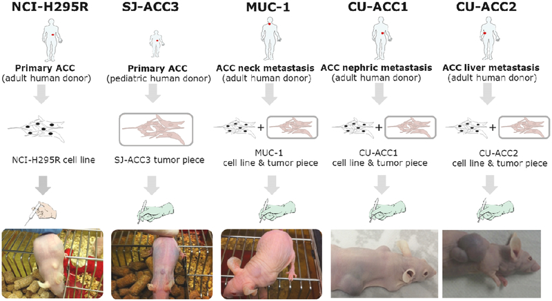 Figure 1: