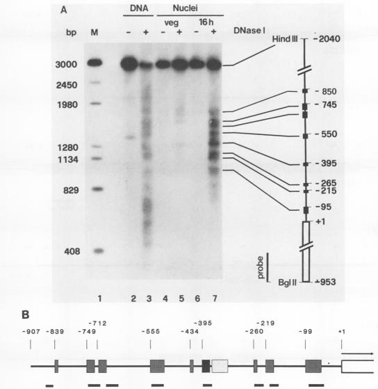 graphic file with name molcellb00059-0087-a.jpg