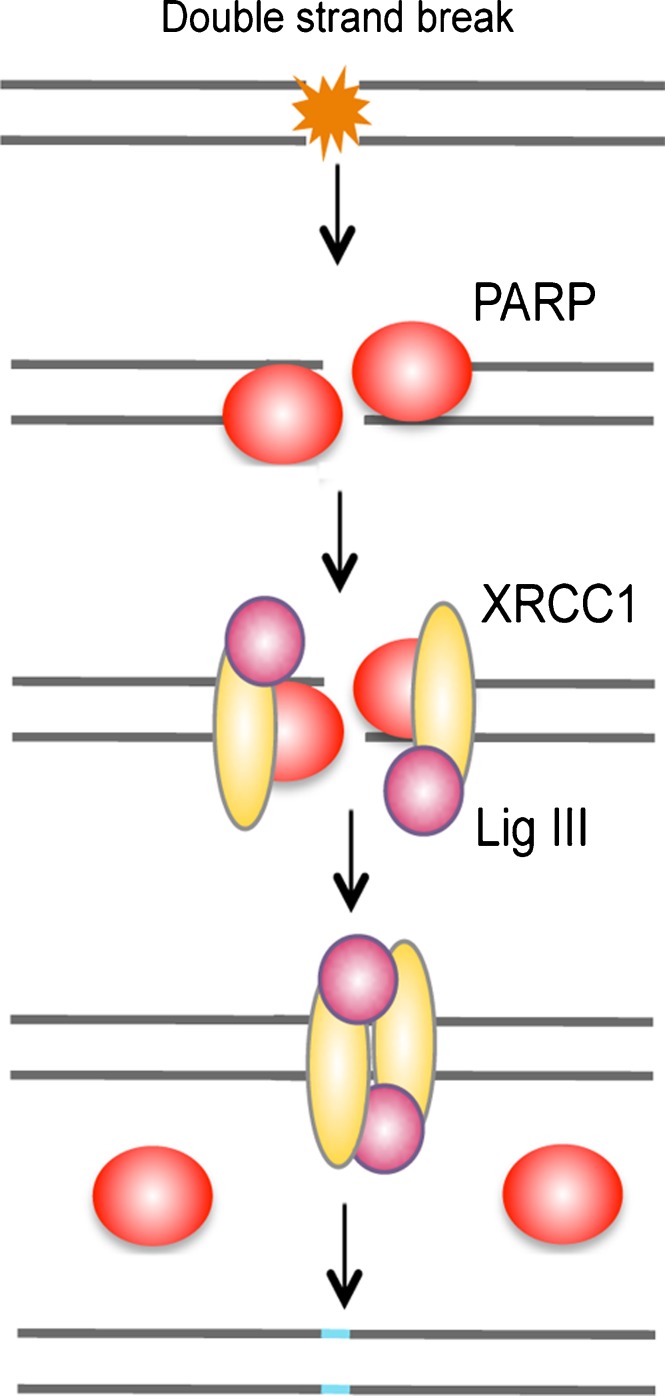 Fig. 5