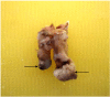Figure 1: