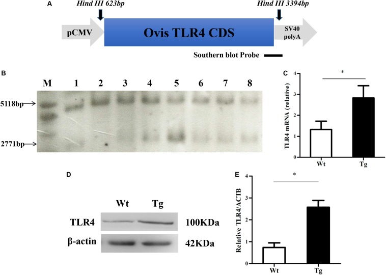 FIGURE 1