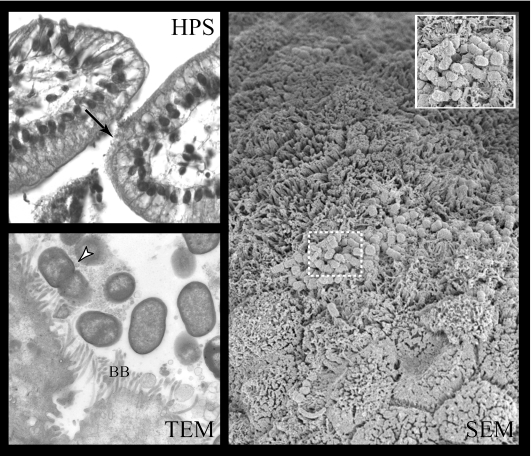 FIG. 7.