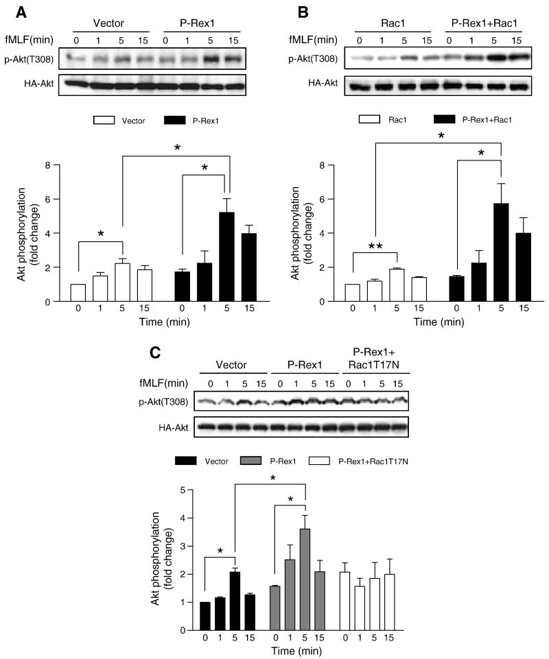 Fig. 11