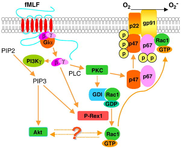 Fig. 12