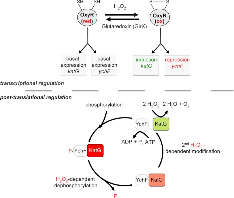 FIGURE 7.