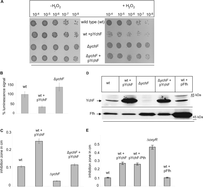 FIGURE 1.