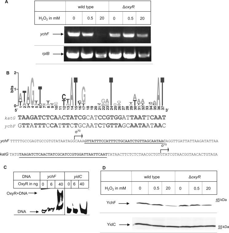 FIGURE 5.