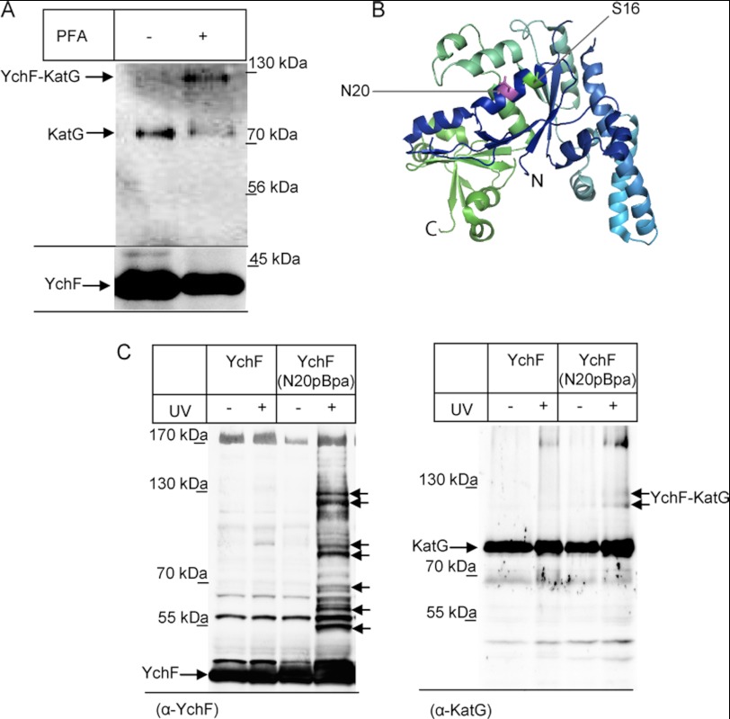 FIGURE 4.