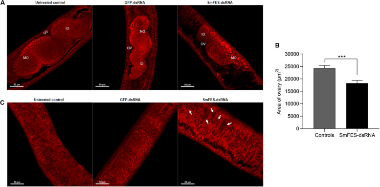 FIGURE 6