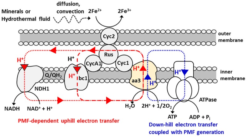 SCHEME 1