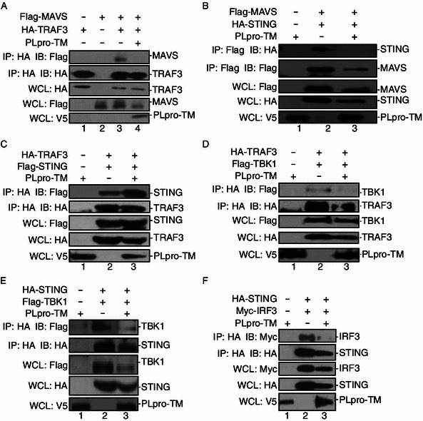 Figure 4