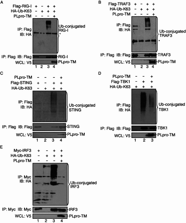 Figure 5