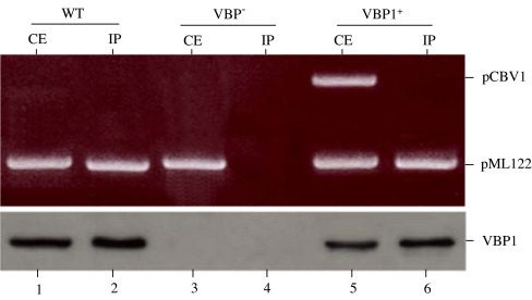 Fig. 6.