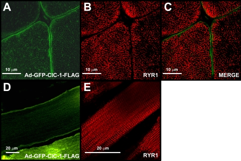 Figure 10.