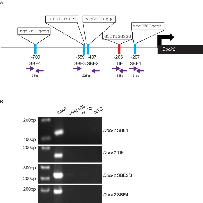 Figure 6—figure supplement 1.