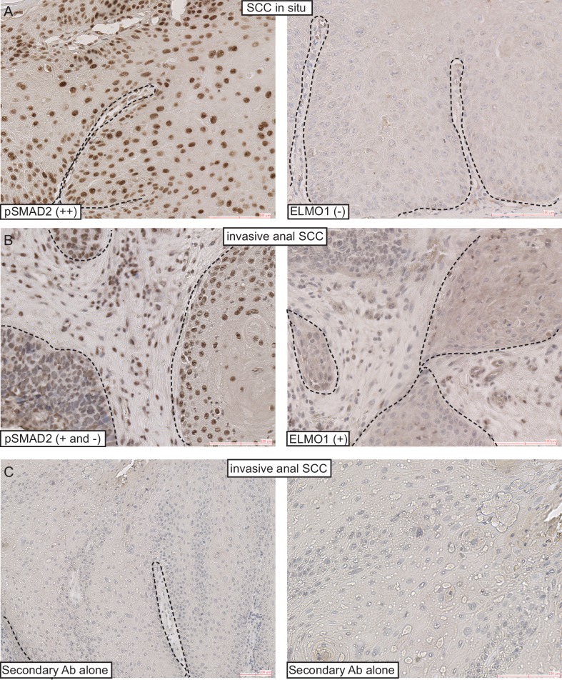 Figure 7—figure supplement 1.