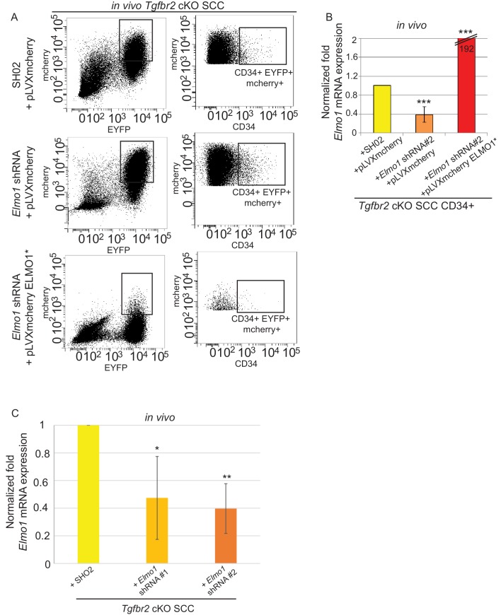 Figure 9—figure supplement 1.