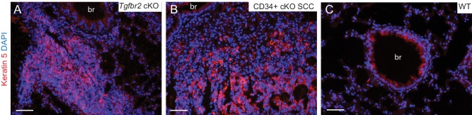 Figure 3—figure supplement 1.