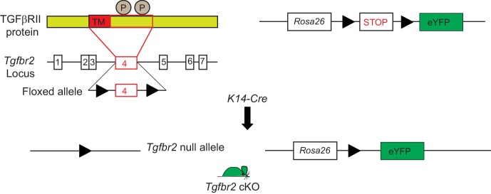 Figure 1—figure supplement 1.