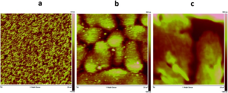 Fig. 6