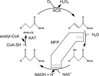 FIGURE 1.