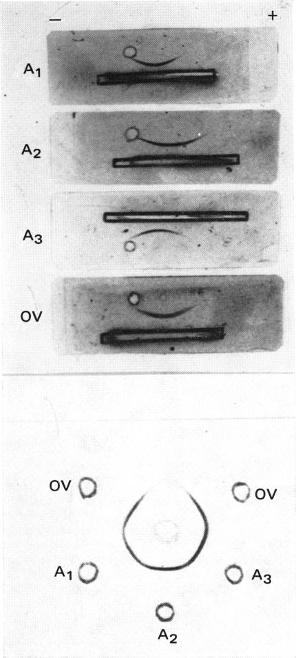 PLATE 1