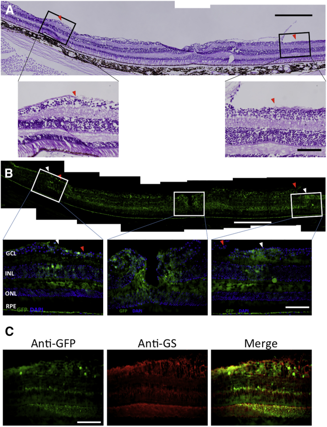 Figure 2