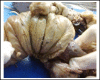 Fig.2
