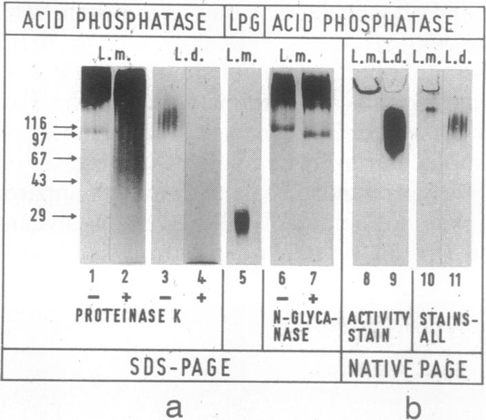 graphic file with name pnas01069-0504-b.jpg