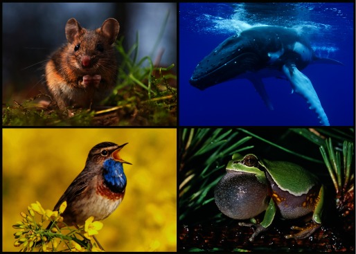 Photo collage of animals vocalizing to attract mates