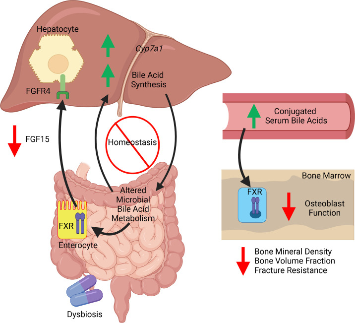 graphic file with name jciinsight-8-160578-g086.jpg