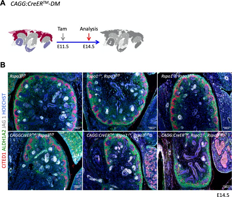 Figure 1—figure supplement 3.