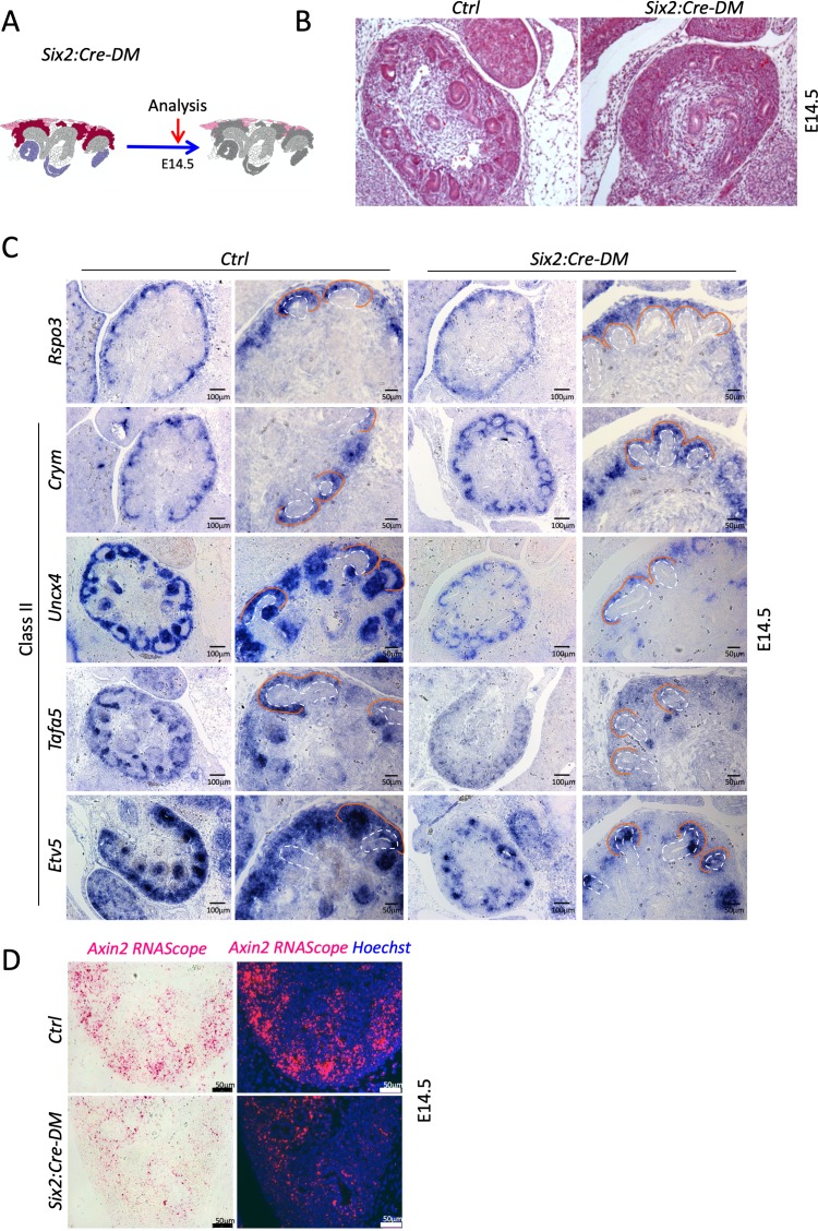 Figure 4—figure supplement 1.