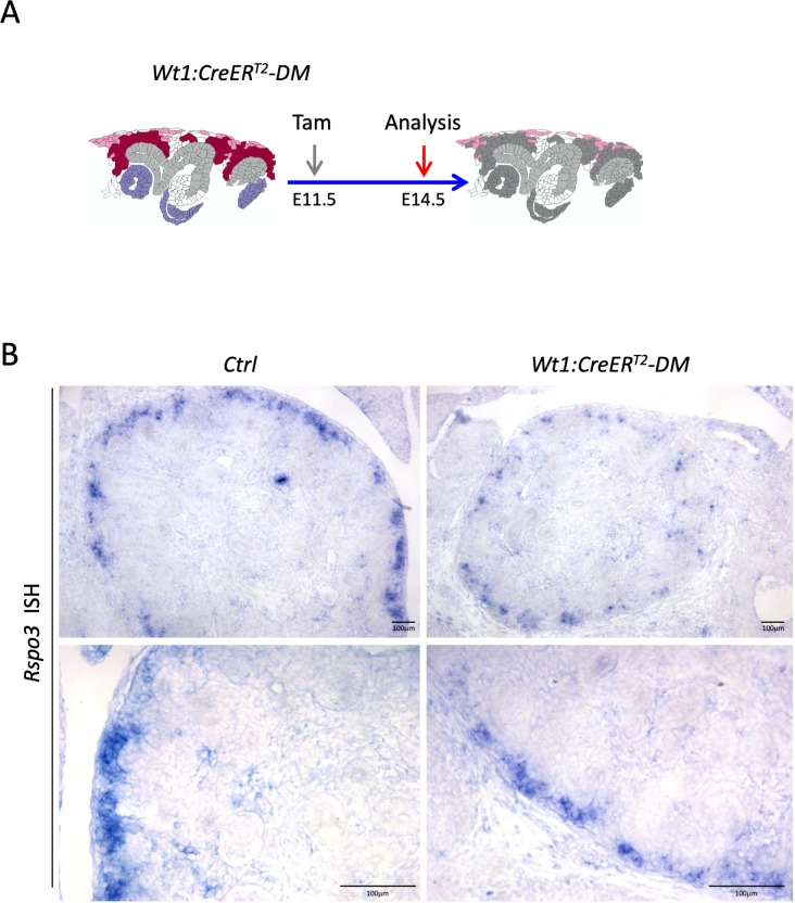 Figure 5—figure supplement 1.