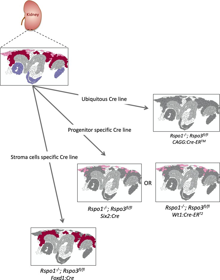 Figure 1—figure supplement 2.