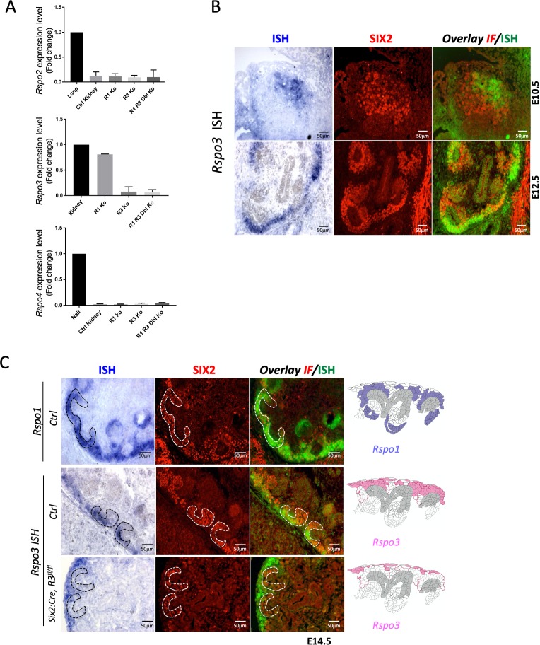 Figure 1—figure supplement 1.