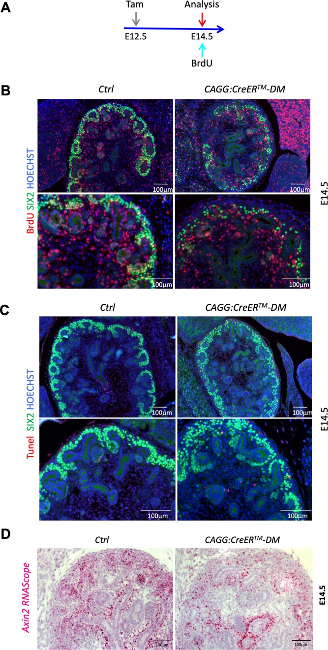 Figure 2—figure supplement 1.