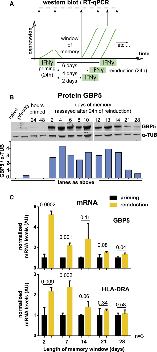 Figure 2