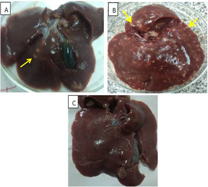 Fig.6