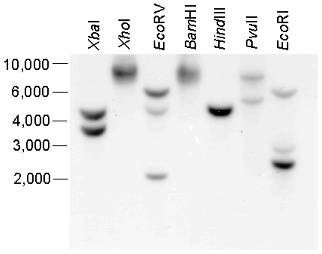 Figure 7.