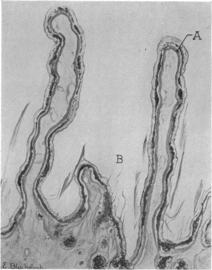 FIGURE 8.