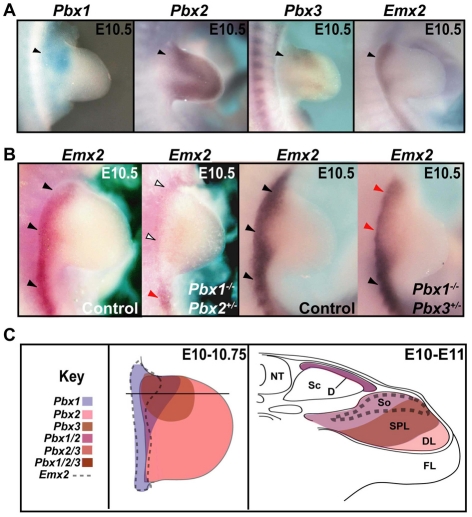 Fig. 1.