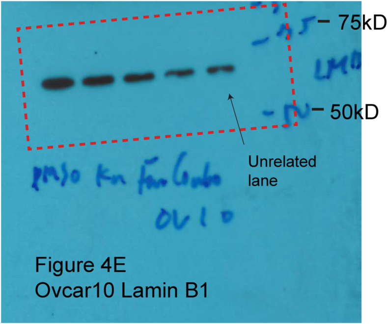 Fig S2.tif