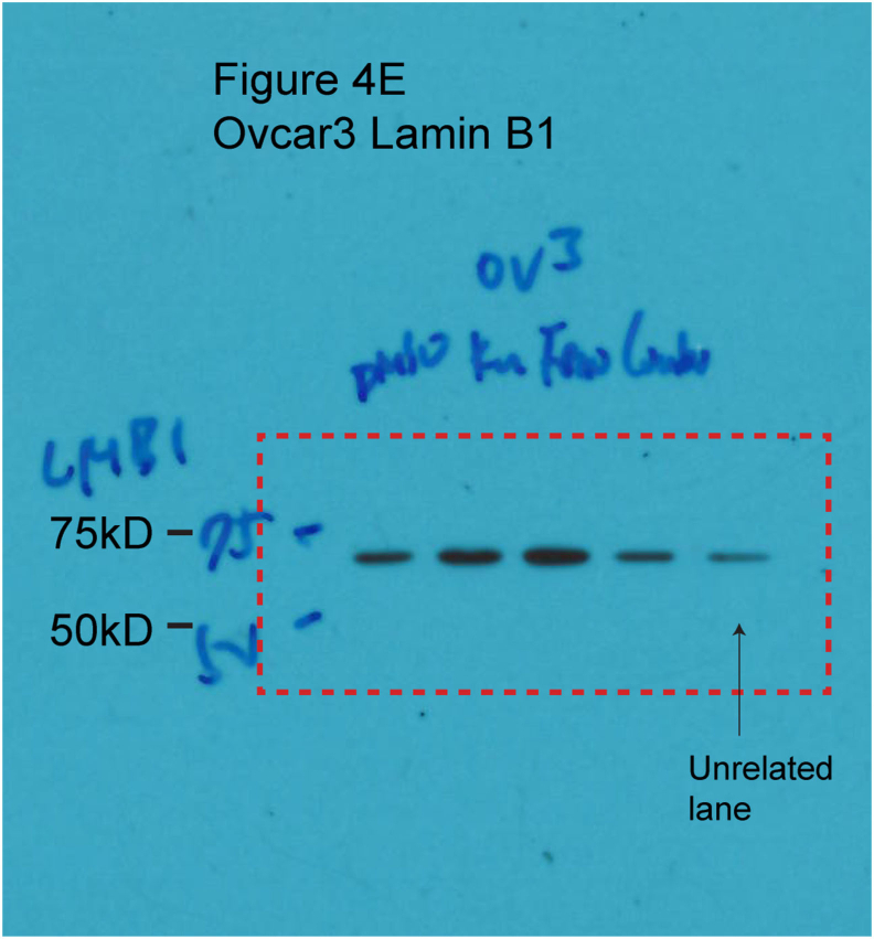 Fig S1.tif